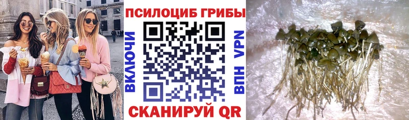 mega ТОР  где купить наркоту  Кизилюрт  Псилоцибиновые грибы прущие грибы 